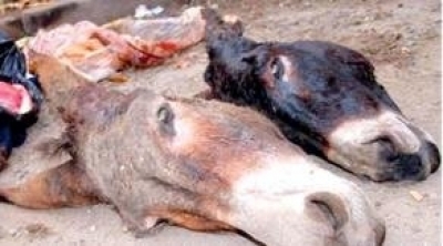 النفيضة : مطاعم تقدم لحوم ''الحمير'' على انها لحوم خرفان 