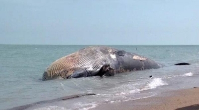 بنزرت : العثور على ''بالان'' نافق في شاطئ سجنان