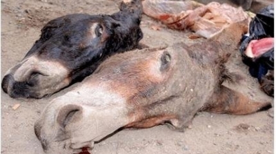 حجز طن و 770 كلغ من لحوم الحمير في منوبة 