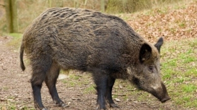 قابس : خنزيران يتسللان الى حديقة الحبيب ثامر 