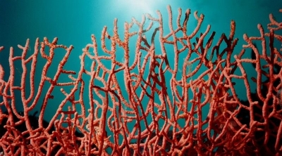 حجز كميات كبيرة من المرجان تقدر قيمتها بـ400 الف دينار في طبرقة