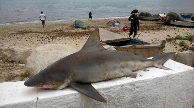 اصطياد قرش يزن 70 كلغ في الزهراء 