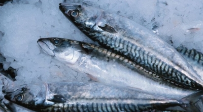 حجز طنين من الاسماك المتعفنة في وحدة تحويل عشوائية بالمهدية