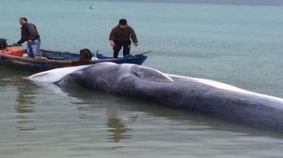 بنقردان : حيتان ضخمة بميناء الكتف 