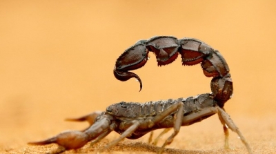 حاجب العيون: وفاة فتاة 12 سنة بلدغة عقرب