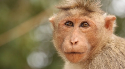 ''قرد'' يتسبب في حالة من الهلع و الفزع في صفوف سكان ساقية سيدي يوسف بالكاف