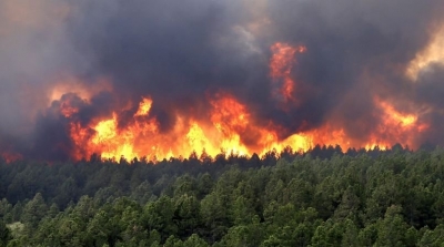 بنزرت : حريق في غابة الرمال يأتي على 4 هتكارات من الغابات