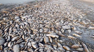 نابل : نفوق كميات كبيرة من الأسماك في وادي سيدي عثمان 