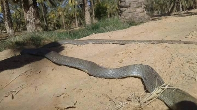 بالصور : العثور على افعى ضخمة في قبلي