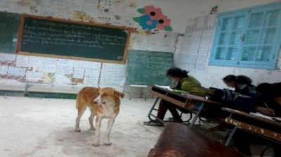بالصور: كلب في قاعة درس بمدرسة في ساقية سيدي يوسف