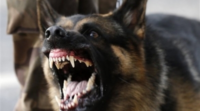 المسنتير : كلب مسعور يهاجم 11 مصليا عقب خروجهم من المسجد 