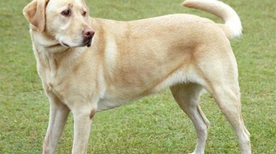 سيدي بوزيد : كلب الشهيد الراعي اقتفى أثر الجثة وعثر عليها