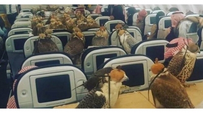 أمير سعودي يحجز 80 تذكرة درجة أولى لصقوره على متن طائرة (فيديو)