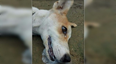 بالفيديو : كلب يبكي و هو يحتضر بعد تسميمه يلقى تعاطفا كبيرا لدى التونسيين