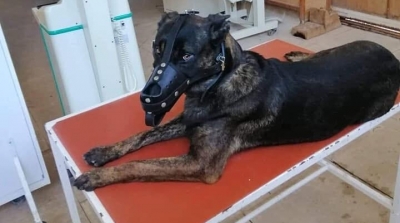 Fritz : le chien héros de l'opération antiterroriste de Jelma