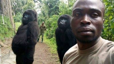L’incroyable selfie d’un ranger avec deux gorilles adultes