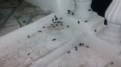 Tunisie : Invasion de cigales dans plusieurs régions du pays