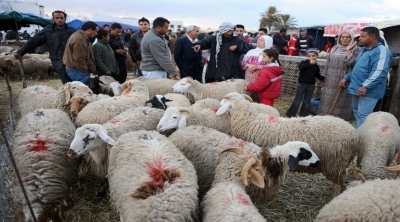 ODC : Les prix des moutons ont atteint les 1250dt