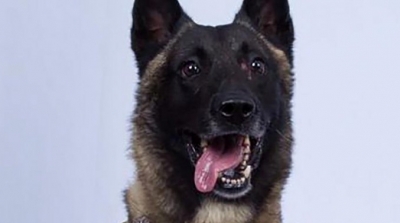 La photo du chien qui a participé au raid contre Baghdadi