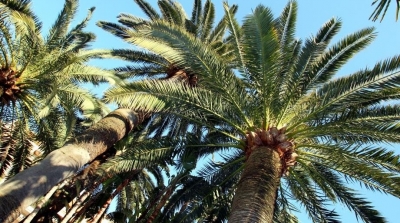 Le palmier dattier inscrit au patrimoine immatériel de l’UNESCO