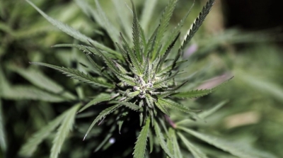 Le Liban légalise le cannabis à des fins médicales