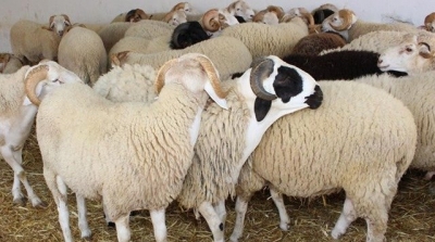 منظمة الدفاع عن المستهلك : التونسي لن يقدر على شراء خروف العيد