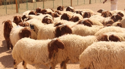 تخوفات من إنهيار اسعار أضاحي العيد بسبب فائض الإنتاج 