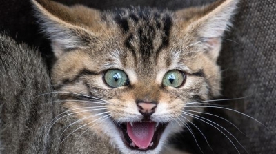 وفاة امرأة بعد أن لحستها قطة