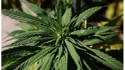 Aéroport Tunis-Carthage : 2 individus tentent de passer 230 capsules de cannabis