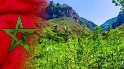 Maroc : Vers la légalisation du Cannabis  