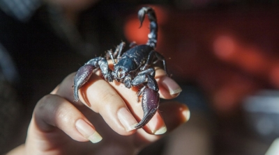 توصيات وزارة الصحة للتوقي من لدغة العقارب والثعابين