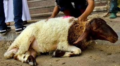 عميد البياطرة يدعو التونسيين الى عدم نفخ ''العلوش'' بالفم 