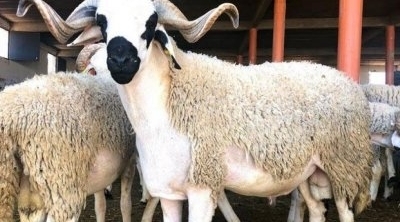 عطلة بيومين بمناسبة عيد الاضحى