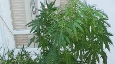 أريانة : مداهمة شقة بالمنزه السادس خصصها صاحبها لزرع مخدر ''الماريخوانا''
