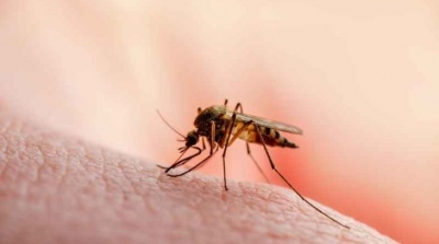 نوع ''سام'' من البعوض يغزو مناطق في الجزائر والعديد من المصابين يدخلون المستشفيات