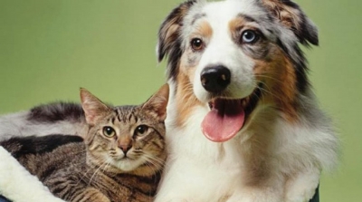 حملات تلقيح مجانية للكلاب والقطط