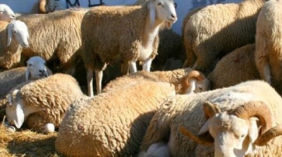 باجة: سرقة 80 رأس غنم بعد تقييد كافة أفراد العائلة