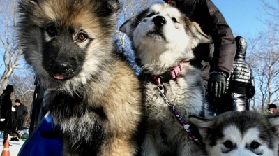 تجارب وحشية على الكلاب في أحد مختبرات تونس