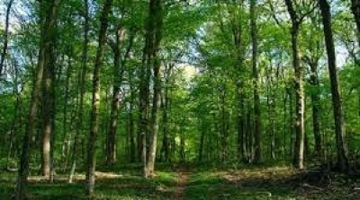 القصرين: تعرض رئيس دائرة الغابات إلى محاولة قتل