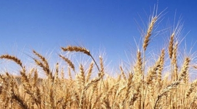 وزارة الفلاحة ترخص بمقايضة الحبوب من القمح الصلب والقمح اللين 